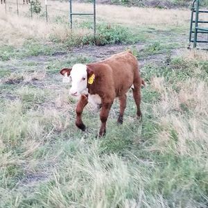 Meet your Posher, Wendy